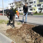 Wyspa ciepła -sadzenie drzewek w Radomiu